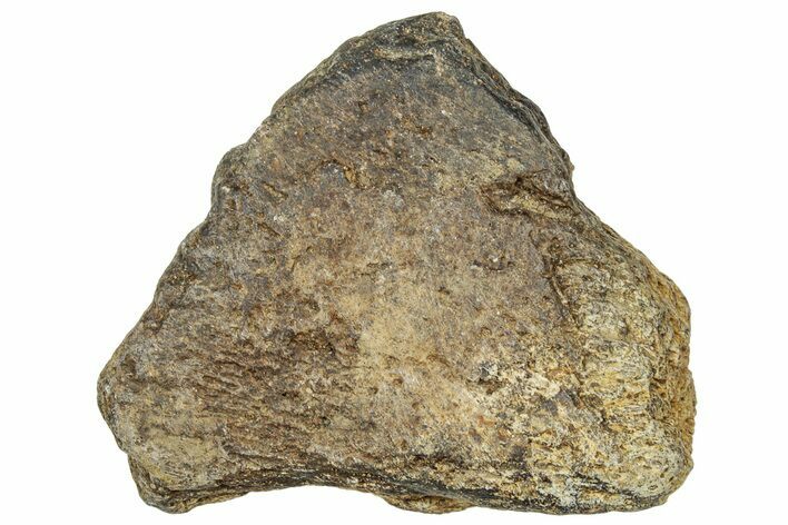 Dinosaur (Triceratops) Frill Shield Section - Montana #330184